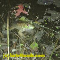 /home//u458753944/public_html/sourcegallery//Frogs/More bullfrogs/PB010795.JPG
